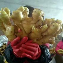 大黄姜优质大黄姜山东产地直销全国发货保质保量