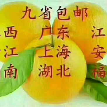 赣南脐橙