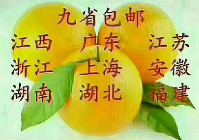 赣南脐橙