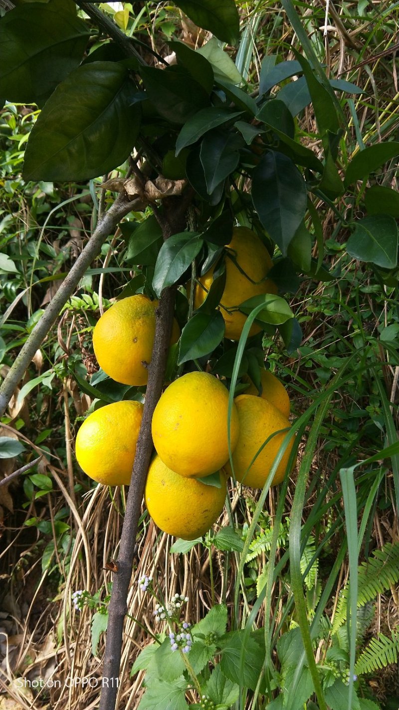 赣南脐橙