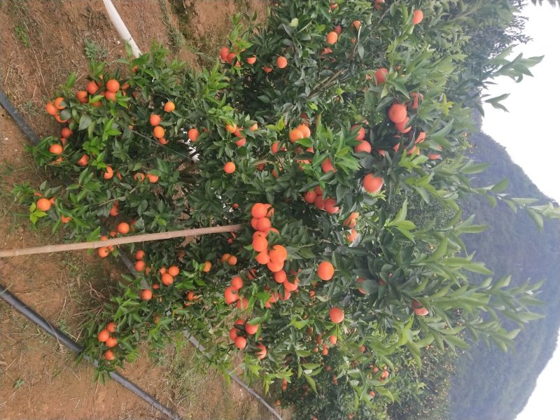 东方红柑美味，相约富川，不催熟，不打蜡，现摘现发