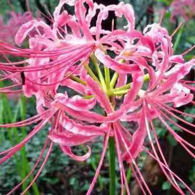 彼岸花种球石蒜种根盆栽地栽花园庭院栽种