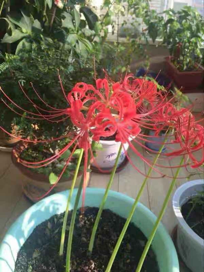 彼岸花种球石蒜种根盆栽地栽花园庭院栽种