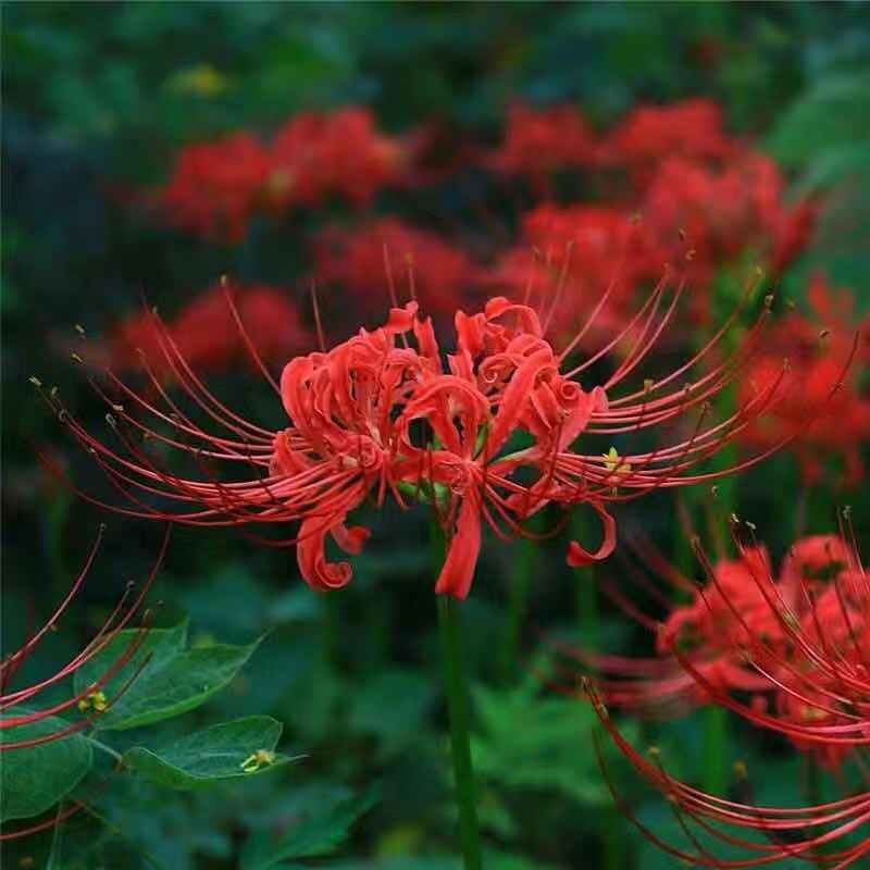 彼岸花种球石蒜种根盆栽地栽花园庭院栽种