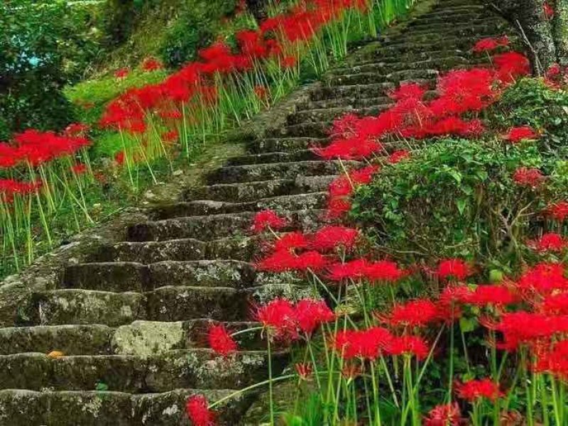 彼岸花种球石蒜种根盆栽地栽花园庭院栽种