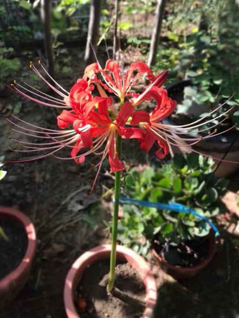 彼岸花种球石蒜种根盆栽地栽花园庭院栽种
