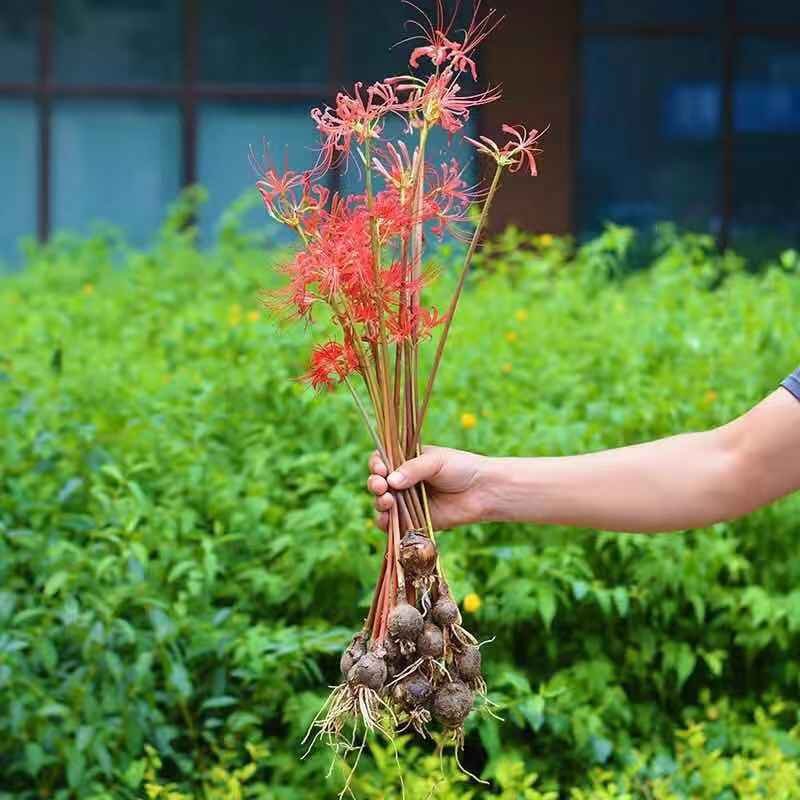 彼岸花种球石蒜种根盆栽地栽花园庭院栽种
