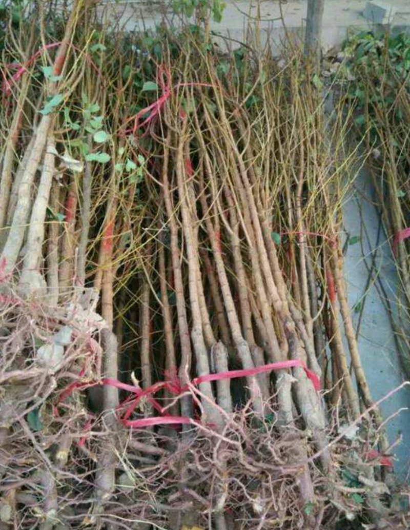 早油四八号，中油桃系列！品种纯！苗圃货源