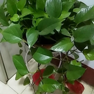绿萝供应