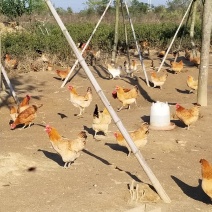 林下散养土鸡蛋