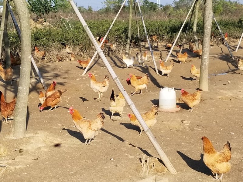 林下散养土鸡蛋