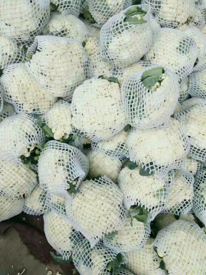 白面青梗松花菜2斤左右散花乳白