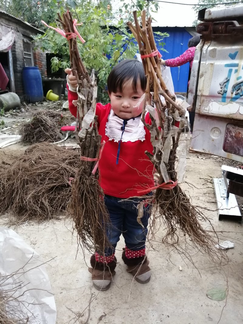 阳光玫瑰甜蜜蓝宝石巨盛一号夏黑葡萄苗