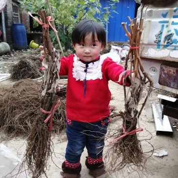 阳光玫瑰甜蜜蓝宝石巨盛一号夏黑葡萄苗