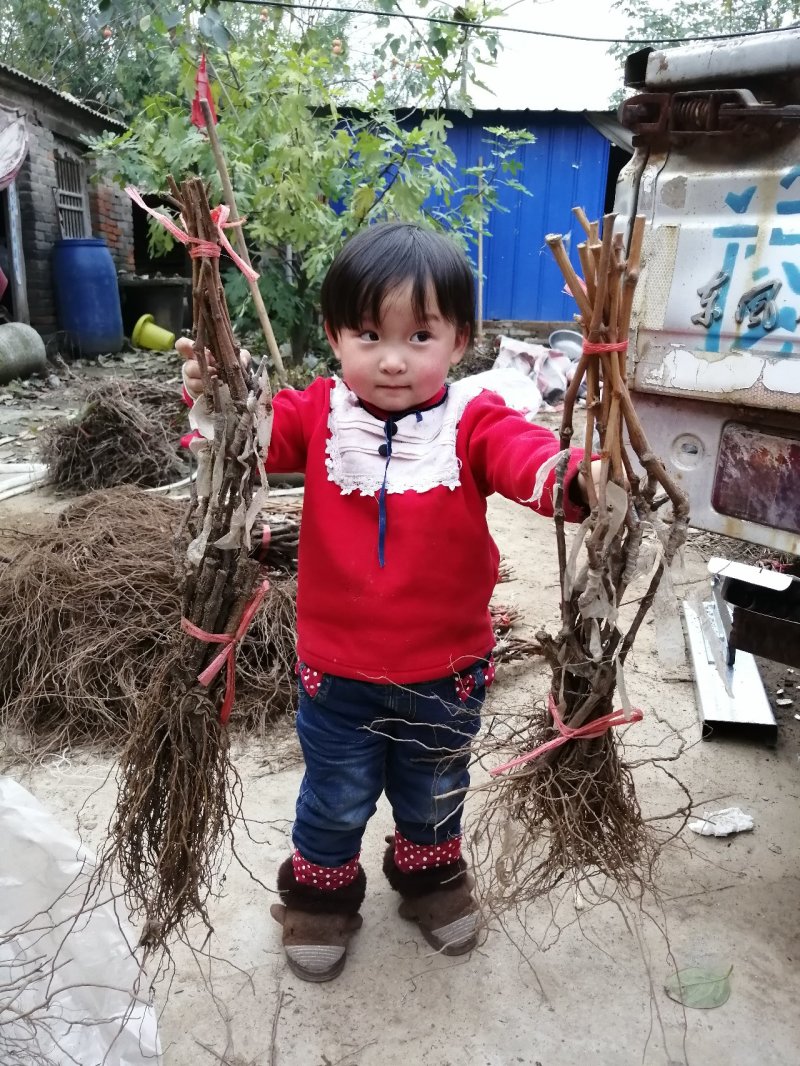 阳光玫瑰甜蜜蓝宝石巨盛一号夏黑葡萄苗