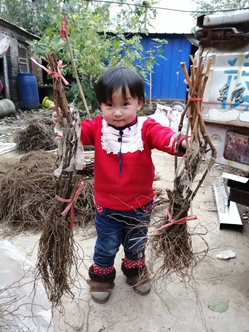 阳光玫瑰甜蜜蓝宝石巨盛一号夏黑葡萄苗