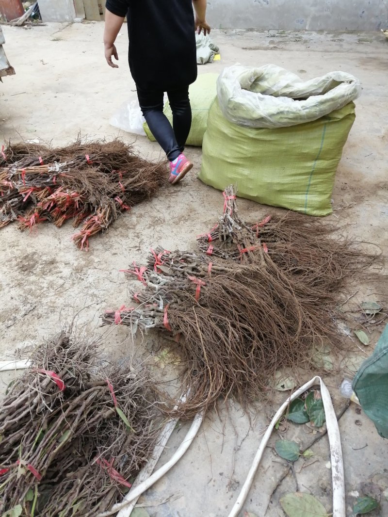 阳光玫瑰甜蜜蓝宝石巨盛一号夏黑葡萄苗