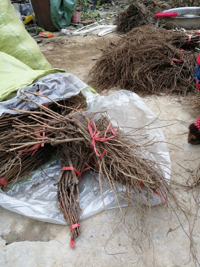 阳光玫瑰甜蜜蓝宝石巨盛一号夏黑葡萄苗