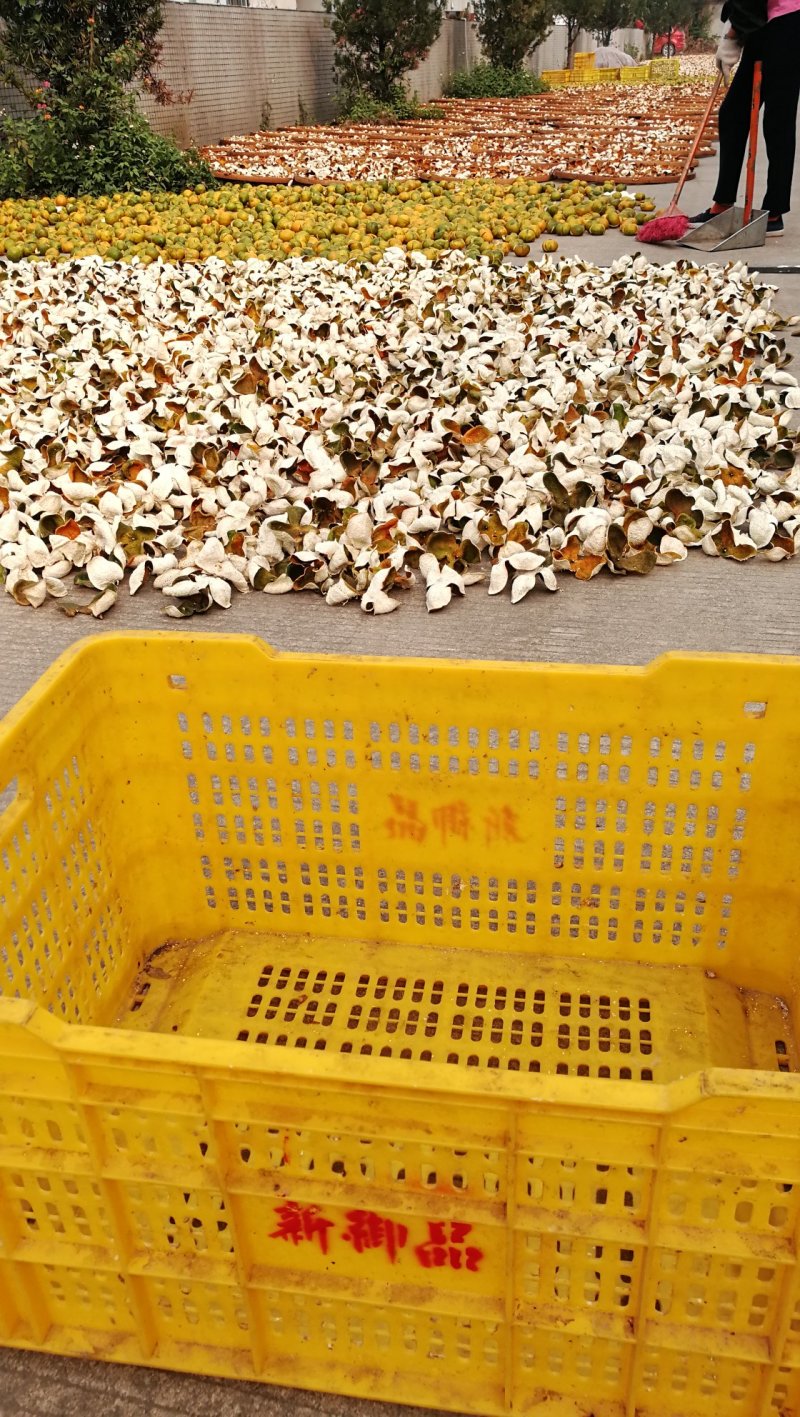 源产地正宗新会三江陈皮新皮陈皮药材用泡茶煲汤原材料