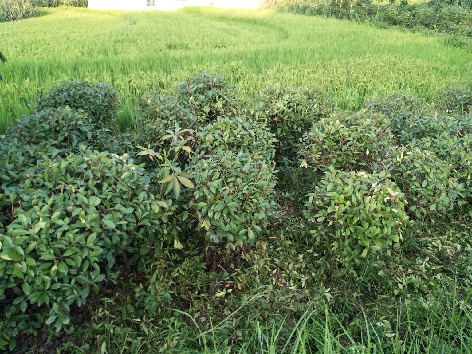 红叶石楠在不同地区的种植分布图,展示种植密度与气候适应性关系 红叶石楠在不同地区的种植分布图