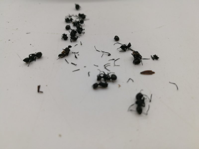 黑蚂蚁，中药材黑蚂蚁