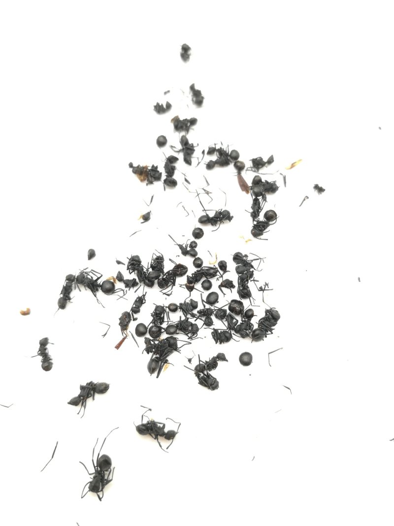 黑蚂蚁，中药材黑蚂蚁