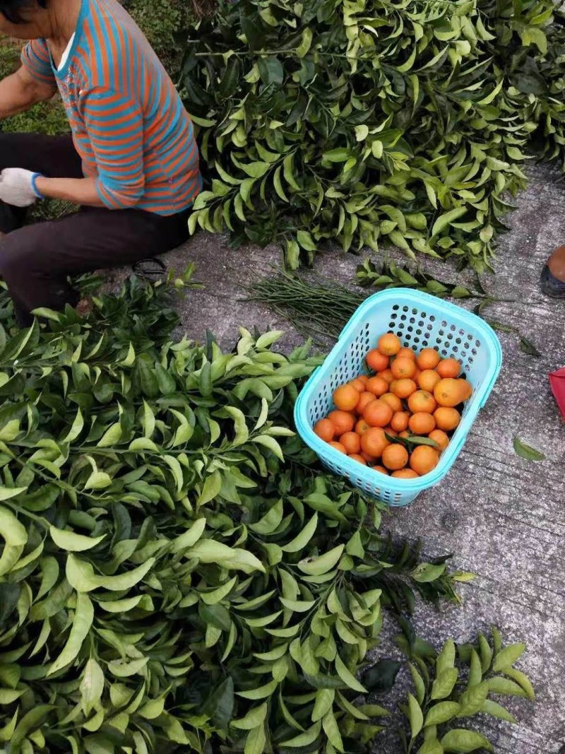 金葵