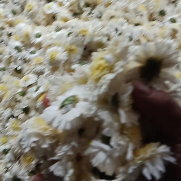 大量出售贡菊。