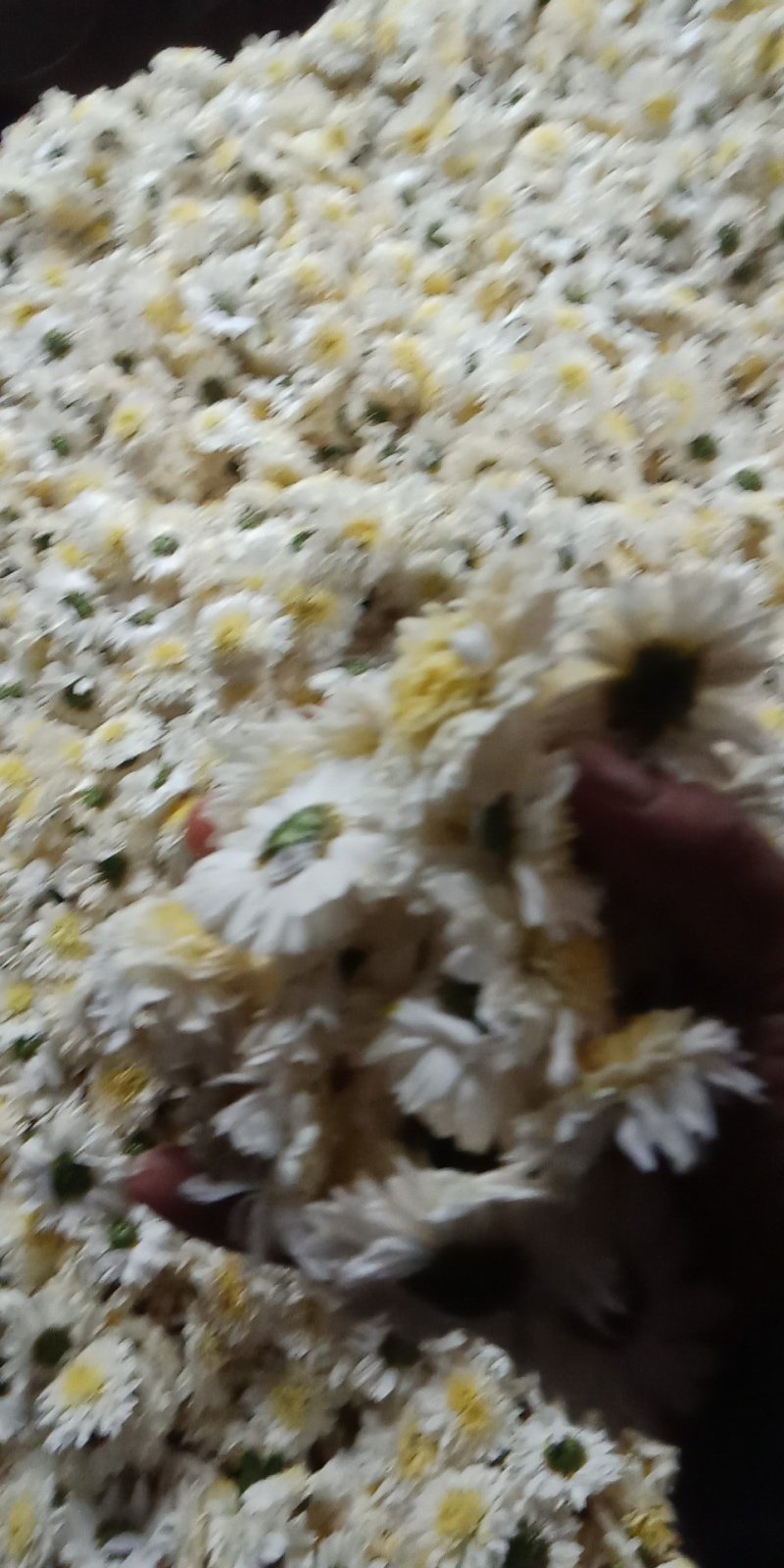 大量出售贡菊。