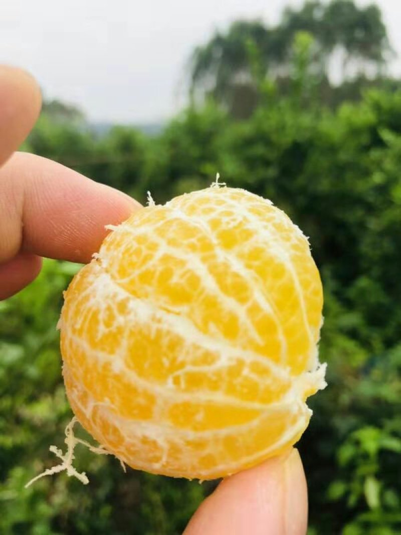 皇帝柑新鲜采摘5斤一级大果约25个29元（泡沫箱装）5