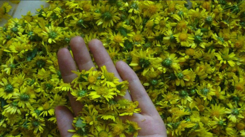 野菊花