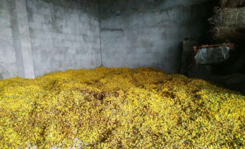 野菊花