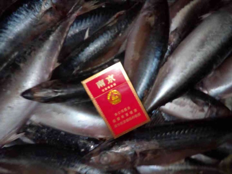 岚山本地鲐鱼（鲐鲅鱼）8两~1斤/条