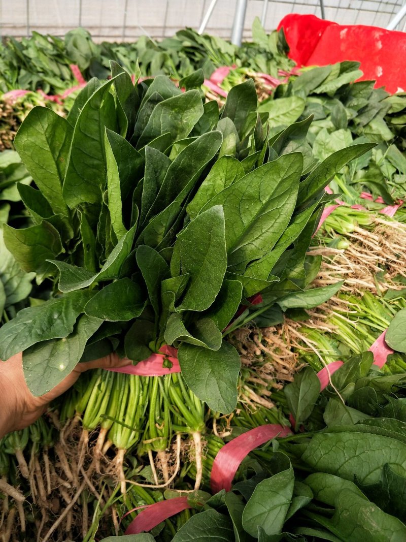 菠菜