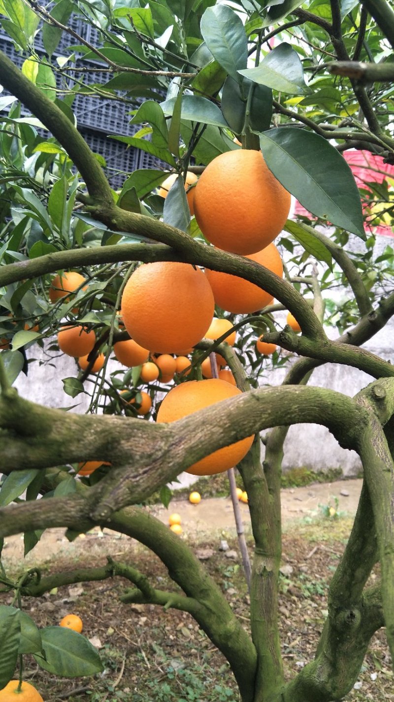 湖南保靖纽荷尔脐橙，果面干净无麻点，颜色鲜红细腻口感甜