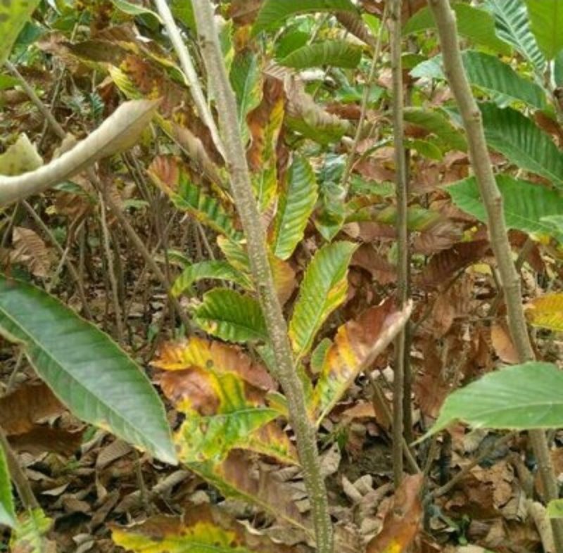 【优质】山东板栗树苗大红袍板栗苗产地直销死苗补发技术指导