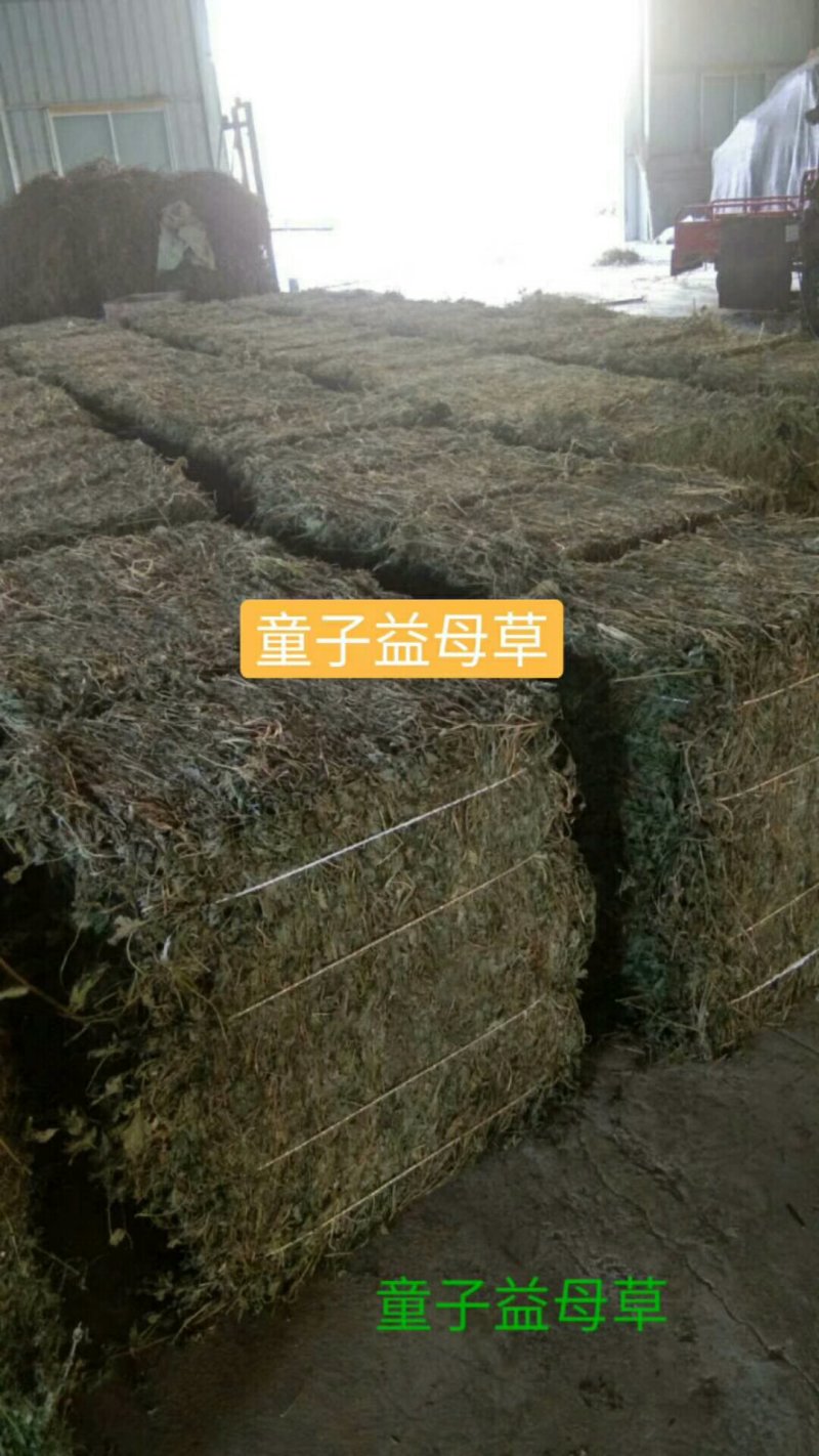 童子益母草