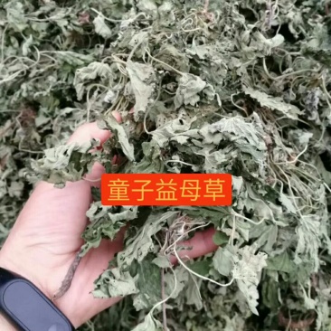 童子益母草