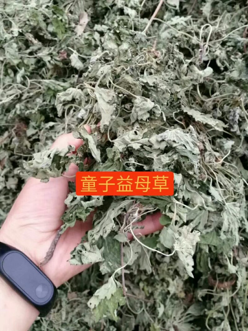 童子益母草