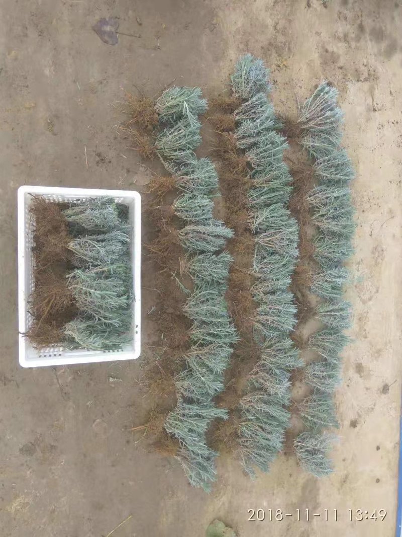 薰衣草