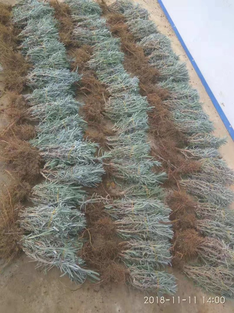 薰衣草