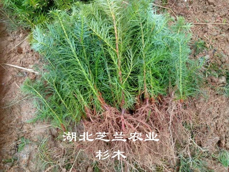 一年生杉木树苗20公分杉树苗