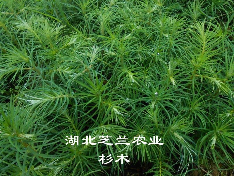 一年生杉木树苗20公分杉树苗