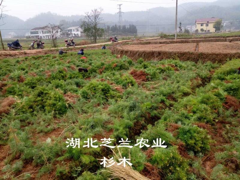 一年生杉木树苗20公分杉树苗