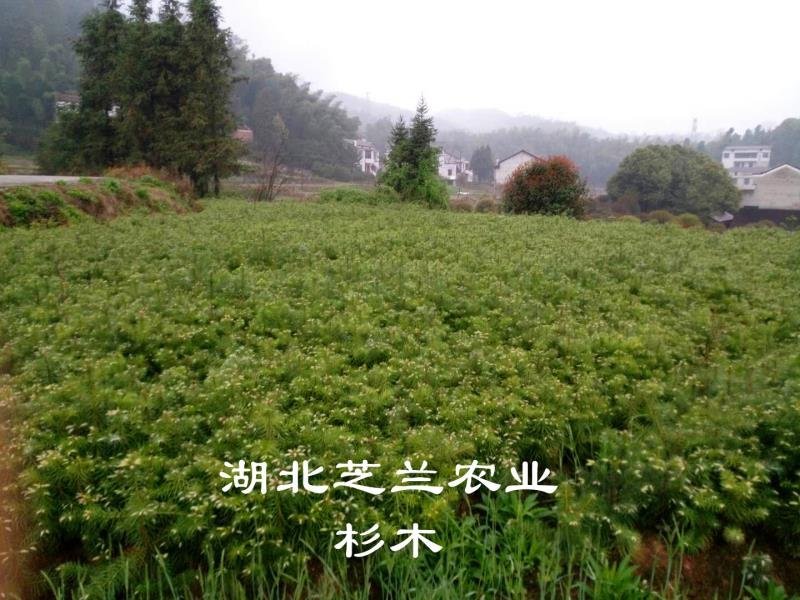 一年生杉木树苗20公分杉树苗