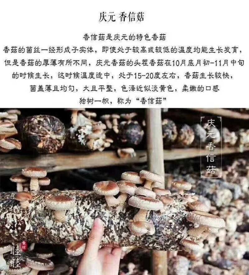 香菇