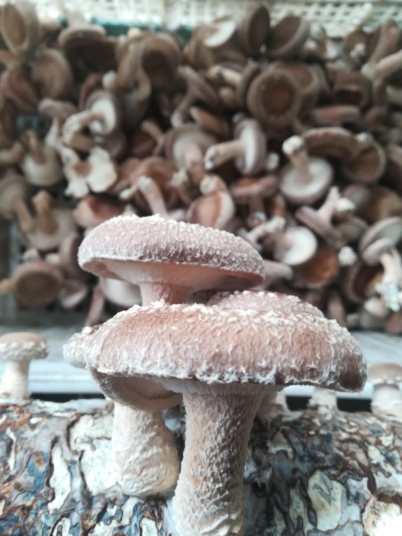 香菇