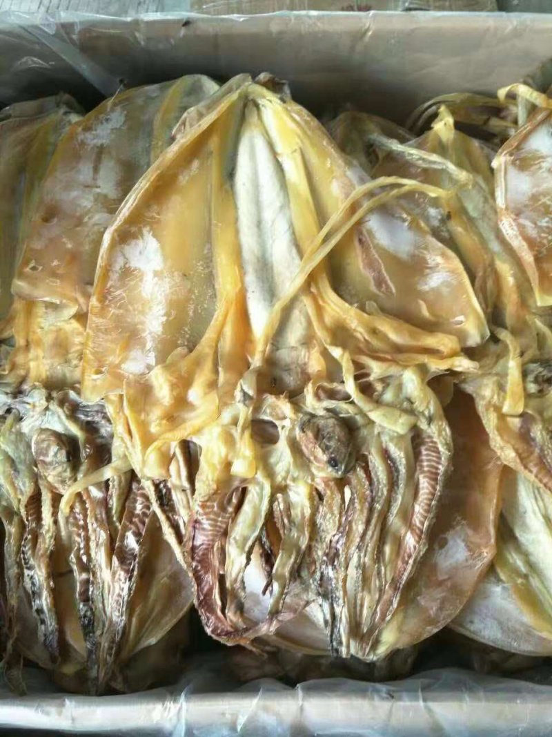 淡干大墨鱼