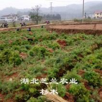 一年生杉树苗，30—50公分杉木苗