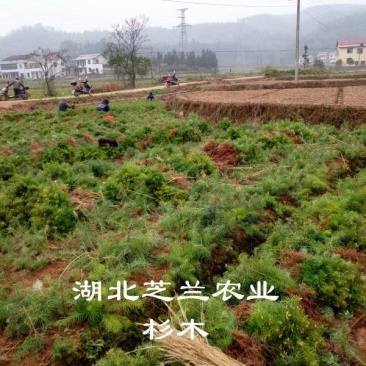 一年生杉树苗，30—50公分杉木苗